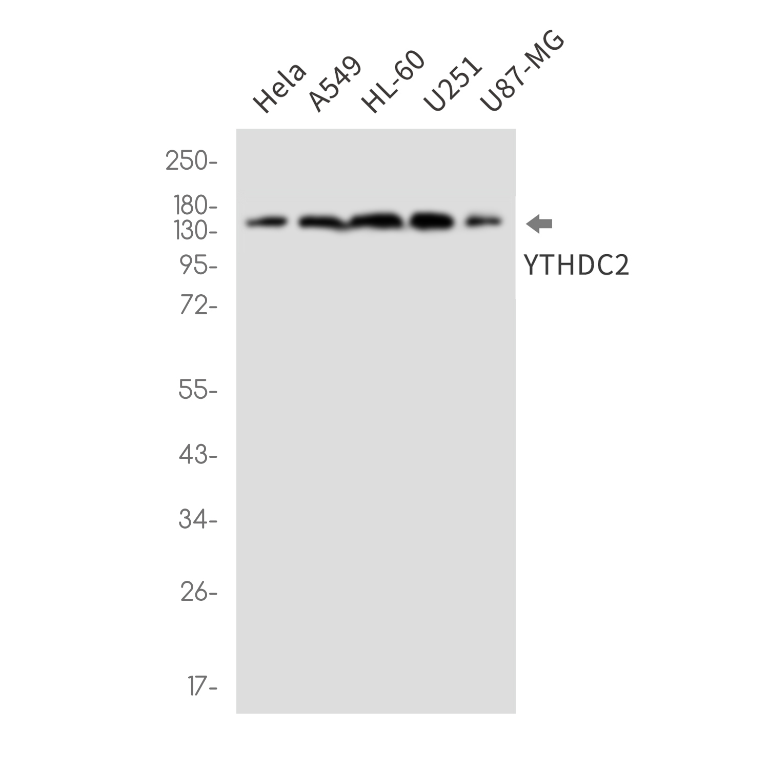 YTHDC2