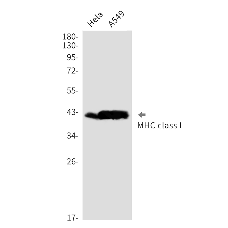 MHC Class I