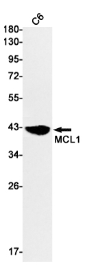 MCL1