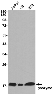 Lysozyme
