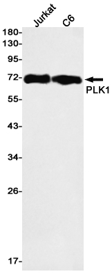 PLK1