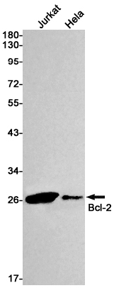 Bcl2