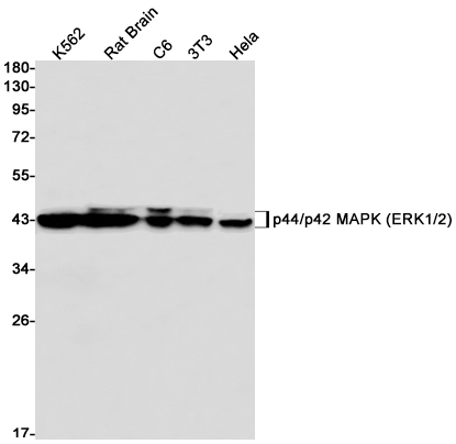 ERK1/2