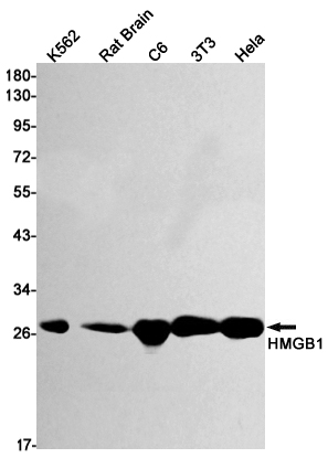 HMGB1