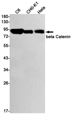 Rabbit Monoclonal Antibody to beta Catenin