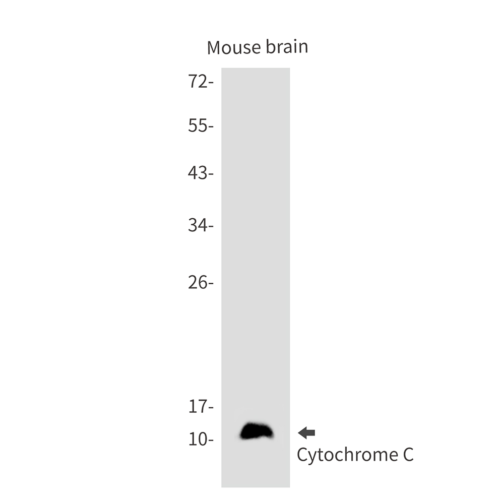 Cytochrome C