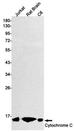 Rabbit Monoclonal Antibody to Cytochrome C
