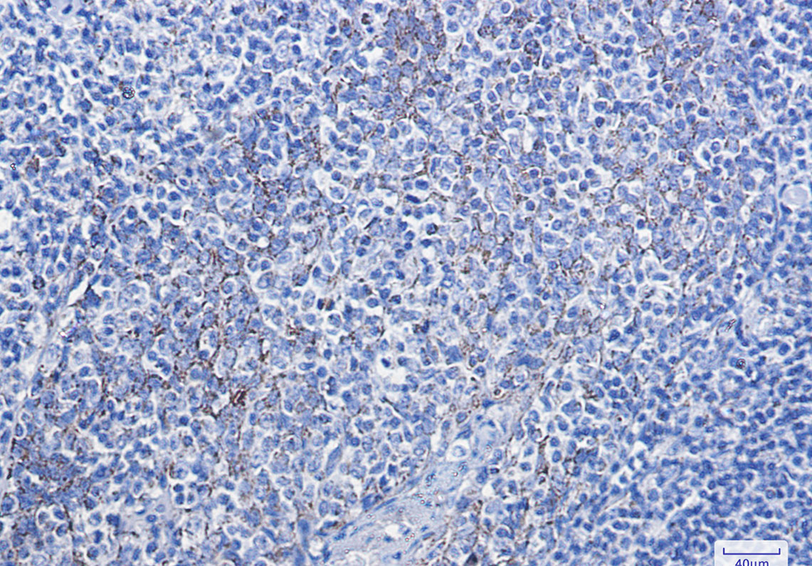 Rabbit Monoclonal Antibody to Cytochrome C