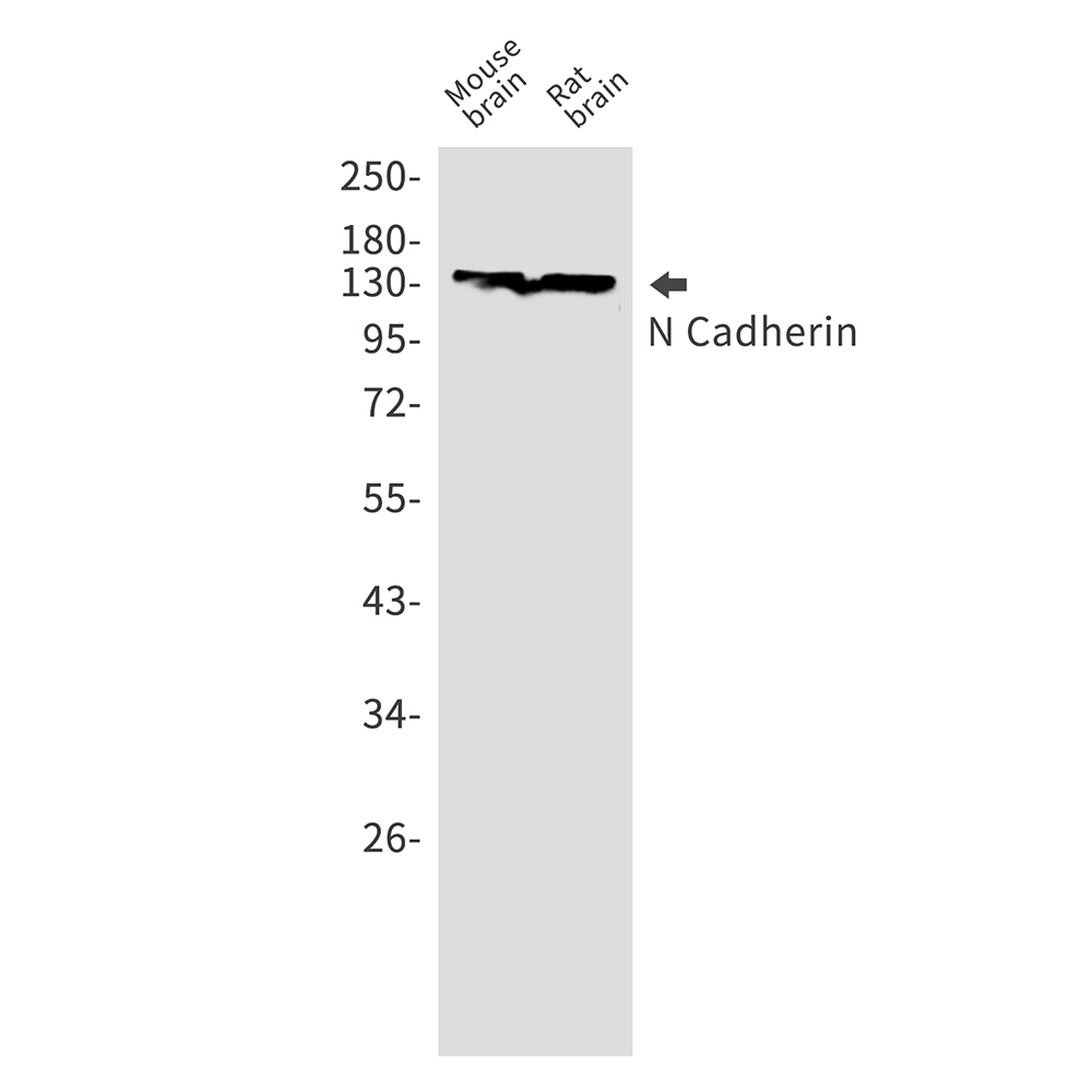 N Cadherin