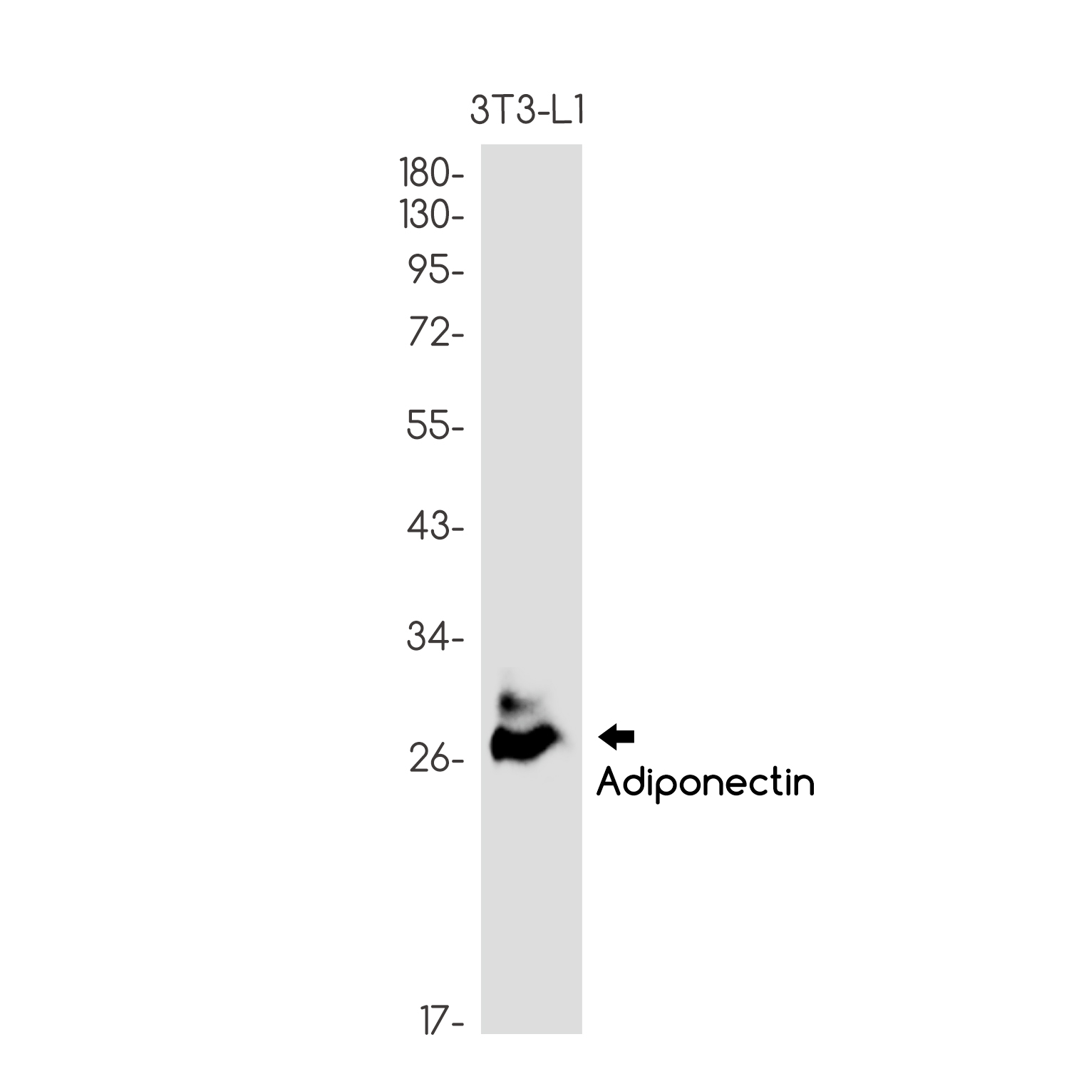 Rabbit Monoclonal Antibody to Adiponectin