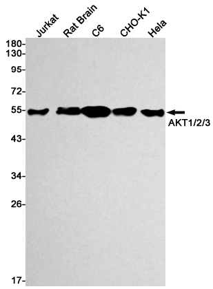 Rabbit Monoclonal Antibody to AKT