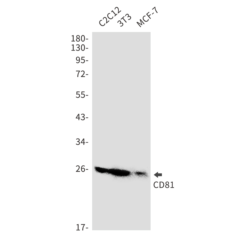 CD81