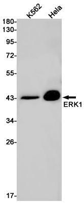 ERK1