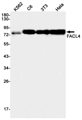 FACL4
