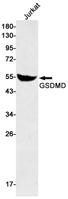 GSDMD