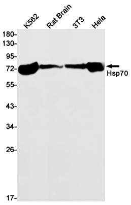 Hsp70 1B