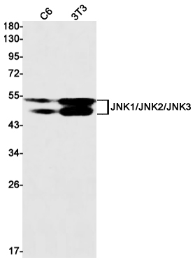 JNK
