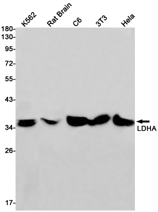 Lactate Dehydrogenase A