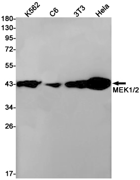 MEK1/2