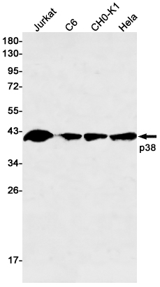 p38