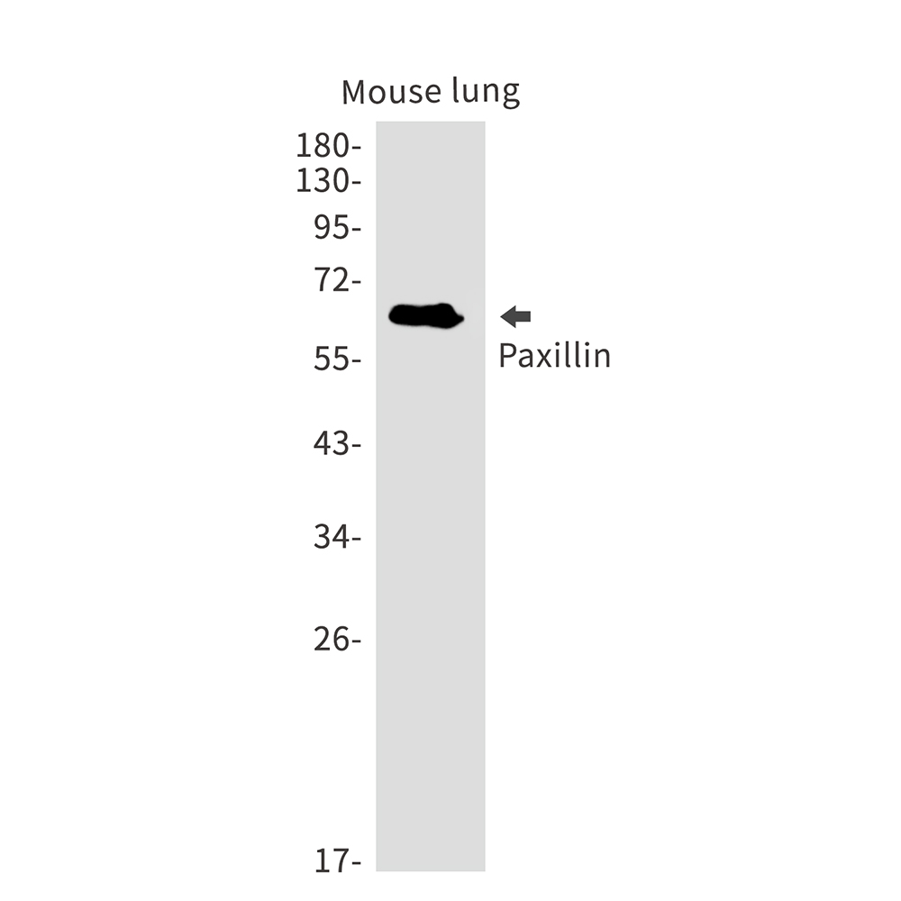 Paxillin