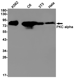 PKC alpha