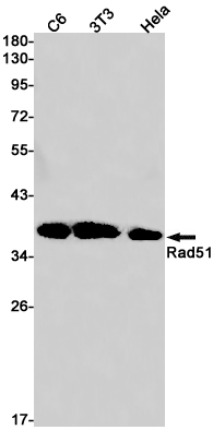 Rad51