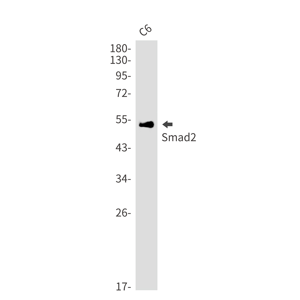 Smad2