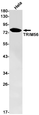 TRIM56
