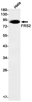 FRS2