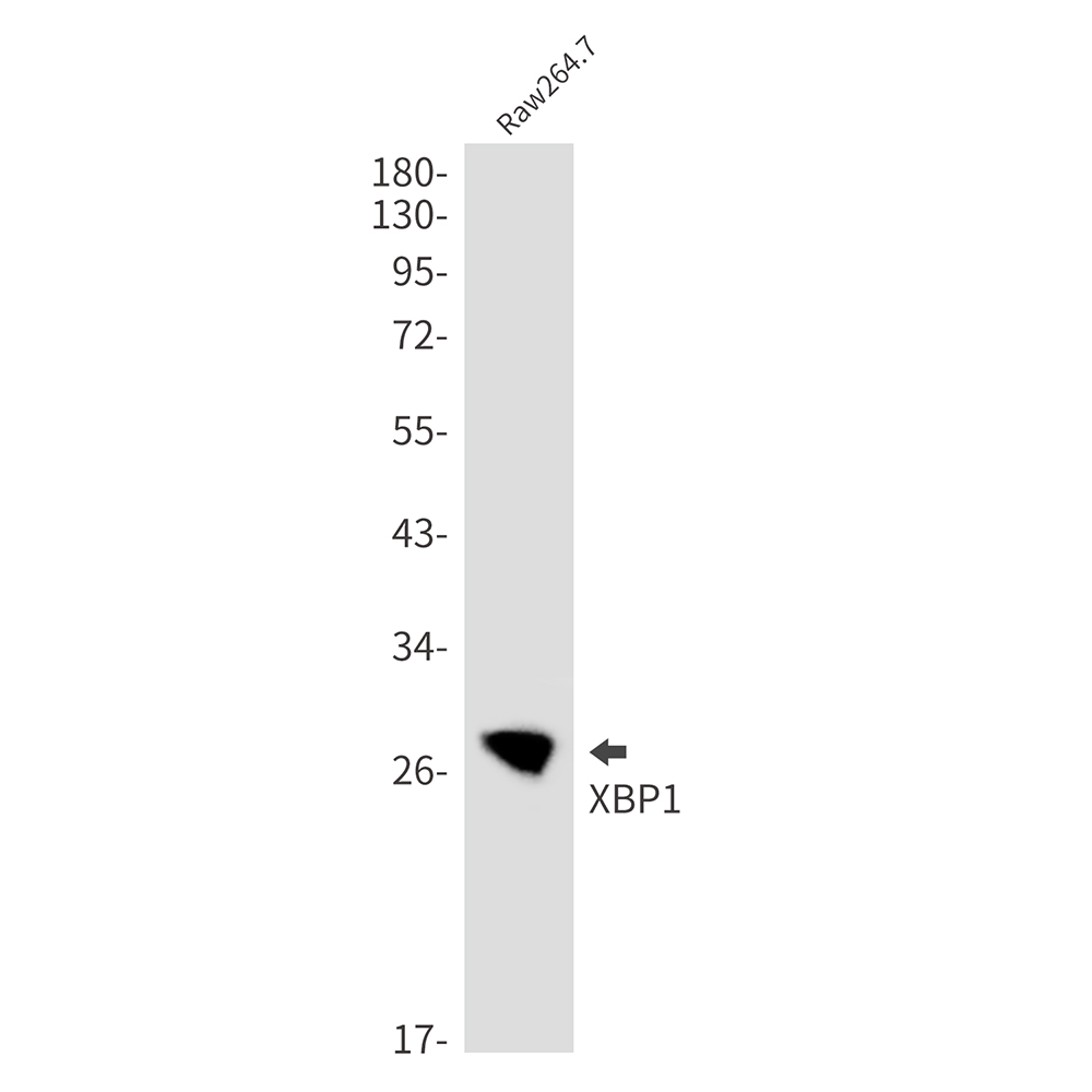 XBP1