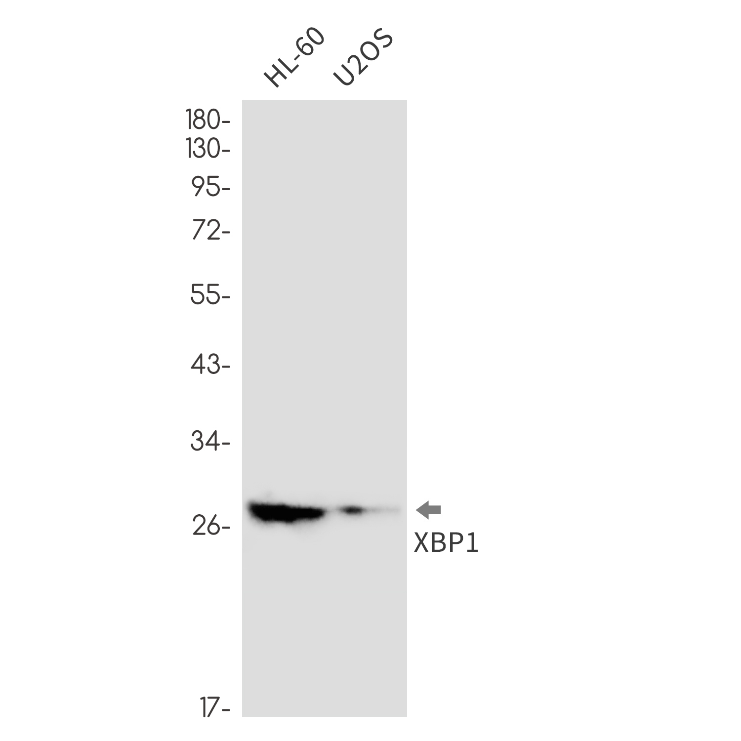 Rabbit Monoclonal Antibody to XBP1