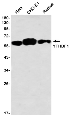 YTHDF1