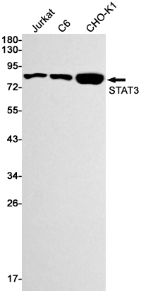 STAT3