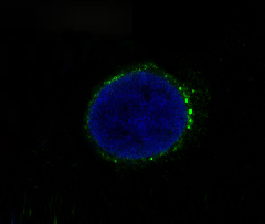 Rabbit Polyclonal Antibody to c-Met