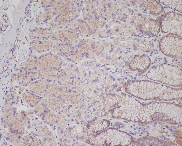 Rabbit Polyclonal Antibody to c-Met