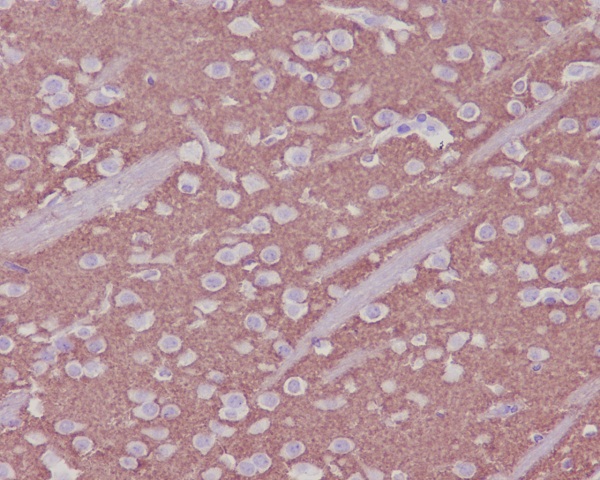 Rabbit Polyclonal Antibody to Synaptophysin