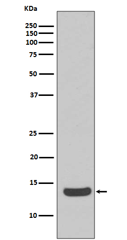 Histone H2A.X