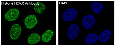 Rabbit Polyclonal Antibody to Histone H2A.X