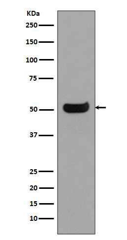 Human IgG4