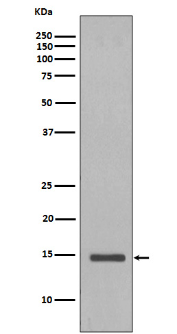 Histone H2B (yeast)