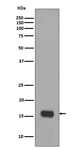 LC3A