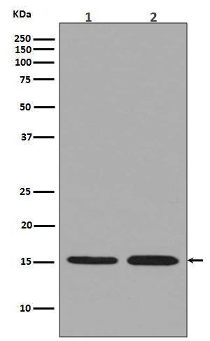 Histone H3.3