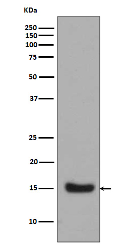 Midkine