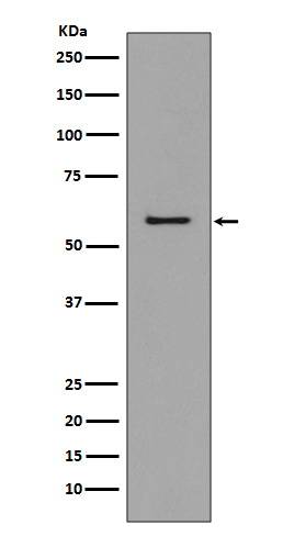 CCR3