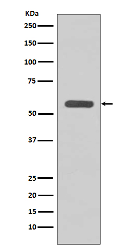 STK3