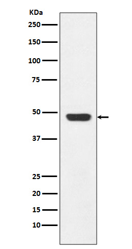 GAP43