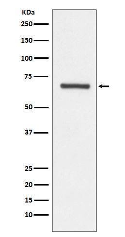Angiopoietin 1