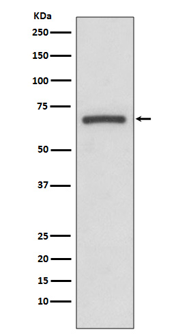 Cyclooxygenase 1