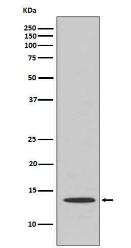 Cytochrome C